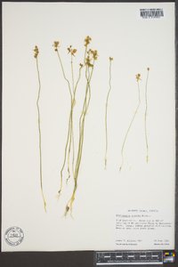 Utricularia cornuta image