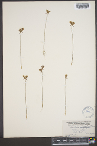 Utricularia cornuta image