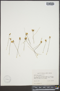 Utricularia cornuta image