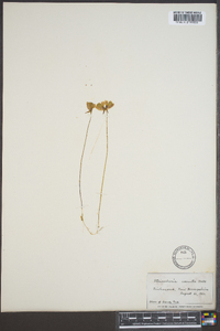 Utricularia cornuta image