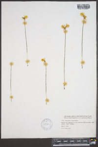 Utricularia cornuta image