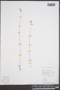 Utricularia cornuta image