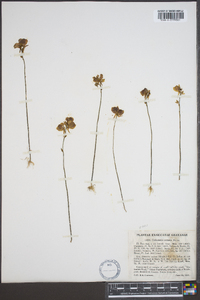 Utricularia cornuta image