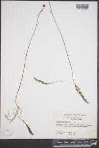 Utricularia gibba image