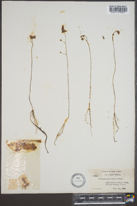 Utricularia gibba image