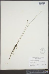 Utricularia gibba image