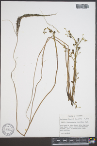 Utricularia floridana image