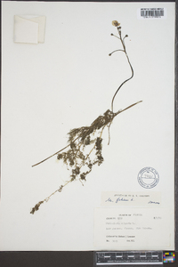 Utricularia foliosa image