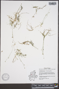 Utricularia gibba image