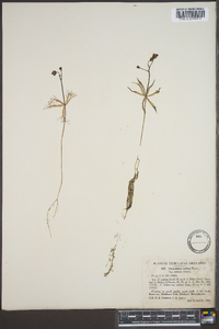 Utricularia inflata var. minor image