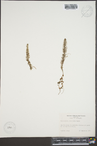 Utricularia intermedia image