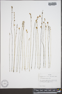 Utricularia juncea image