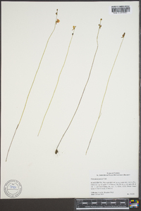 Utricularia juncea image