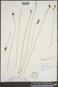 Utricularia juncea image