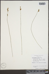 Utricularia juncea image