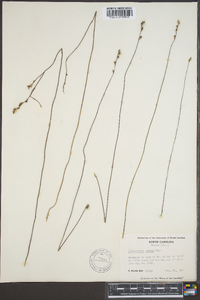 Utricularia juncea image