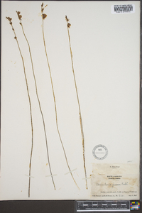 Utricularia juncea image