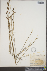 Utricularia juncea image