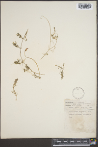 Utricularia purpurea image