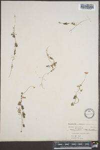 Utricularia purpurea image