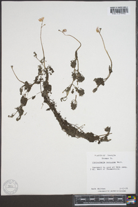 Utricularia purpurea image