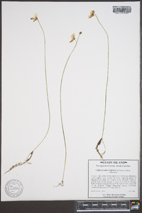 Utricularia subulata image