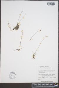 Utricularia subulata image