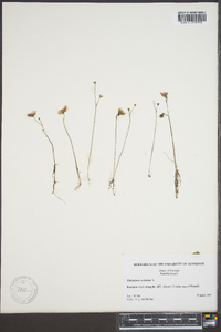 Utricularia subulata image