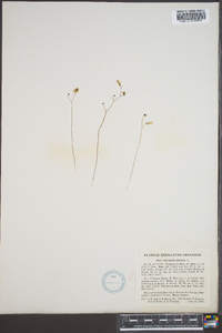 Utricularia subulata image