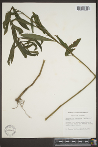 Hygrophila lacustris image