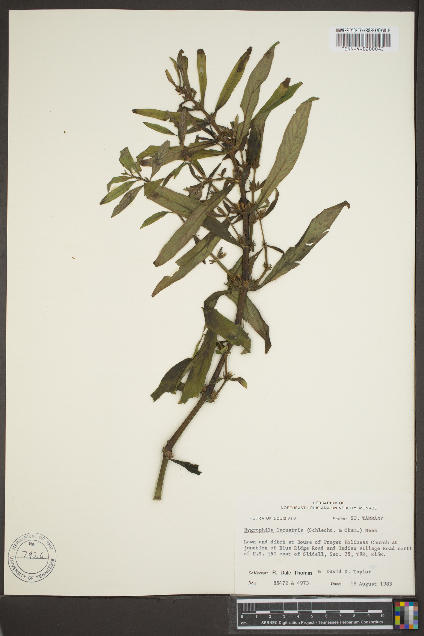 Hygrophila lacustris image