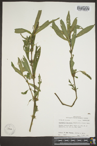 Hygrophila lacustris image