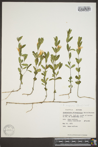 Dyschoriste oblongifolia image