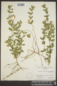 Dyschoriste oblongifolia image