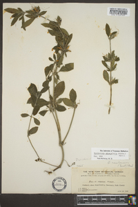 Dyschoriste oblongifolia image