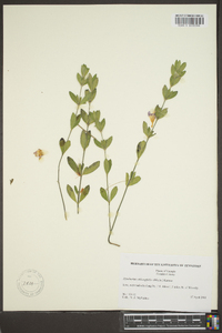 Dyschoriste oblongifolia image