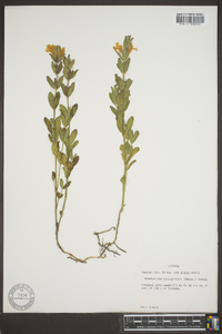 Dyschoriste oblongifolia image