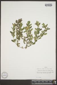 Dyschoriste oblongifolia image