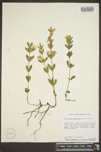 Dyschoriste oblongifolia image