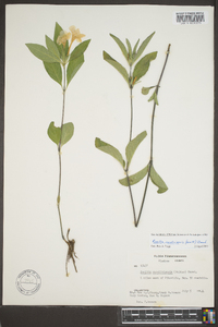 Ruellia caroliniensis image