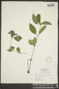 Ruellia caroliniensis image