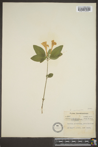 Ruellia caroliniensis image