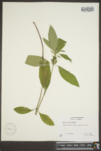 Ruellia caroliniensis image