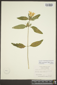 Ruellia caroliniensis image