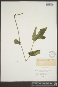 Ruellia caroliniensis image