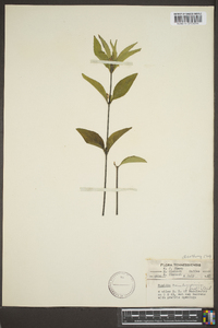 Ruellia caroliniensis image