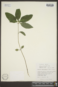 Ruellia caroliniensis image