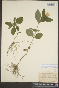 Ruellia caroliniensis image