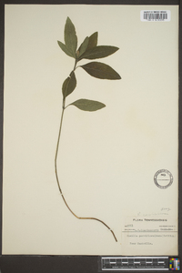 Ruellia caroliniensis image