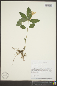 Ruellia caroliniensis image